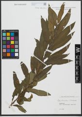 Foto von Salix triandra L. x Salix viminalis L.